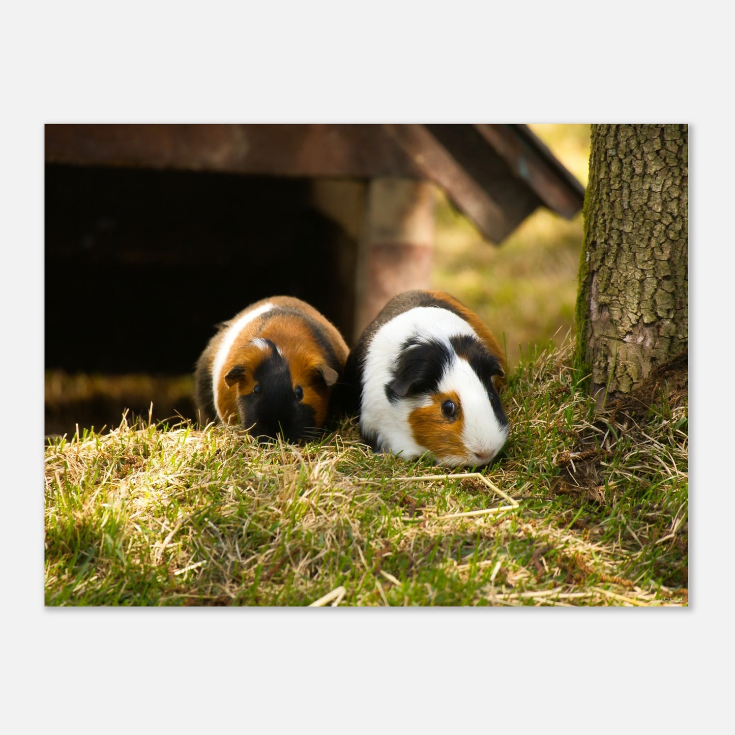 ba876fb0-6ece-4f55-b7ea-1d5e7854c31b