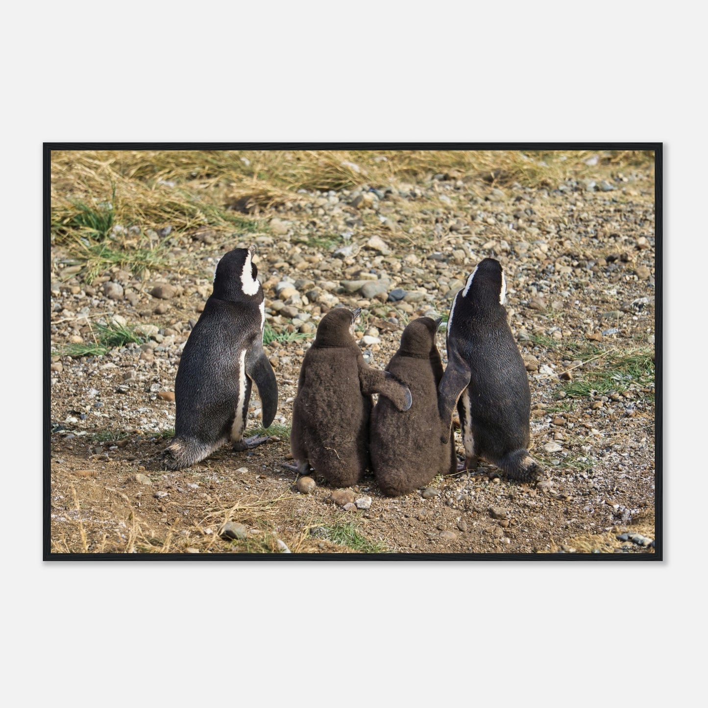 d7c31011-1c77-41d5-a446-1bbef25a42d1