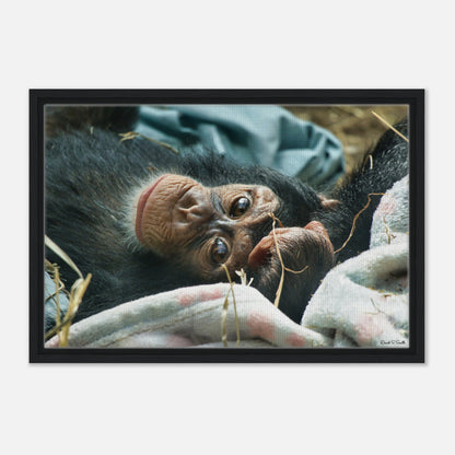 6e999d13-7362-4b59-a6fb-8767ab034821