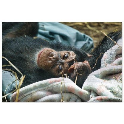 8101ca00-d348-47a1-b53a-5db550b22745