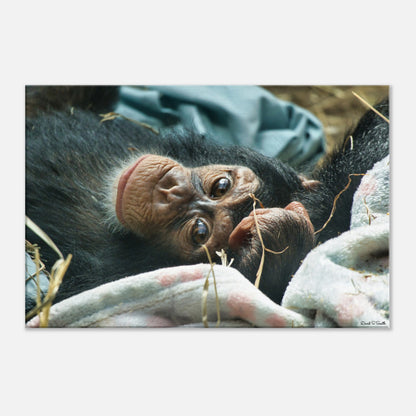 dfba770a-4b82-46c7-886f-99aa9f573ef7